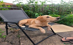Golden Retriever dogs for sale: 6 month old golden retriever  - Image 16