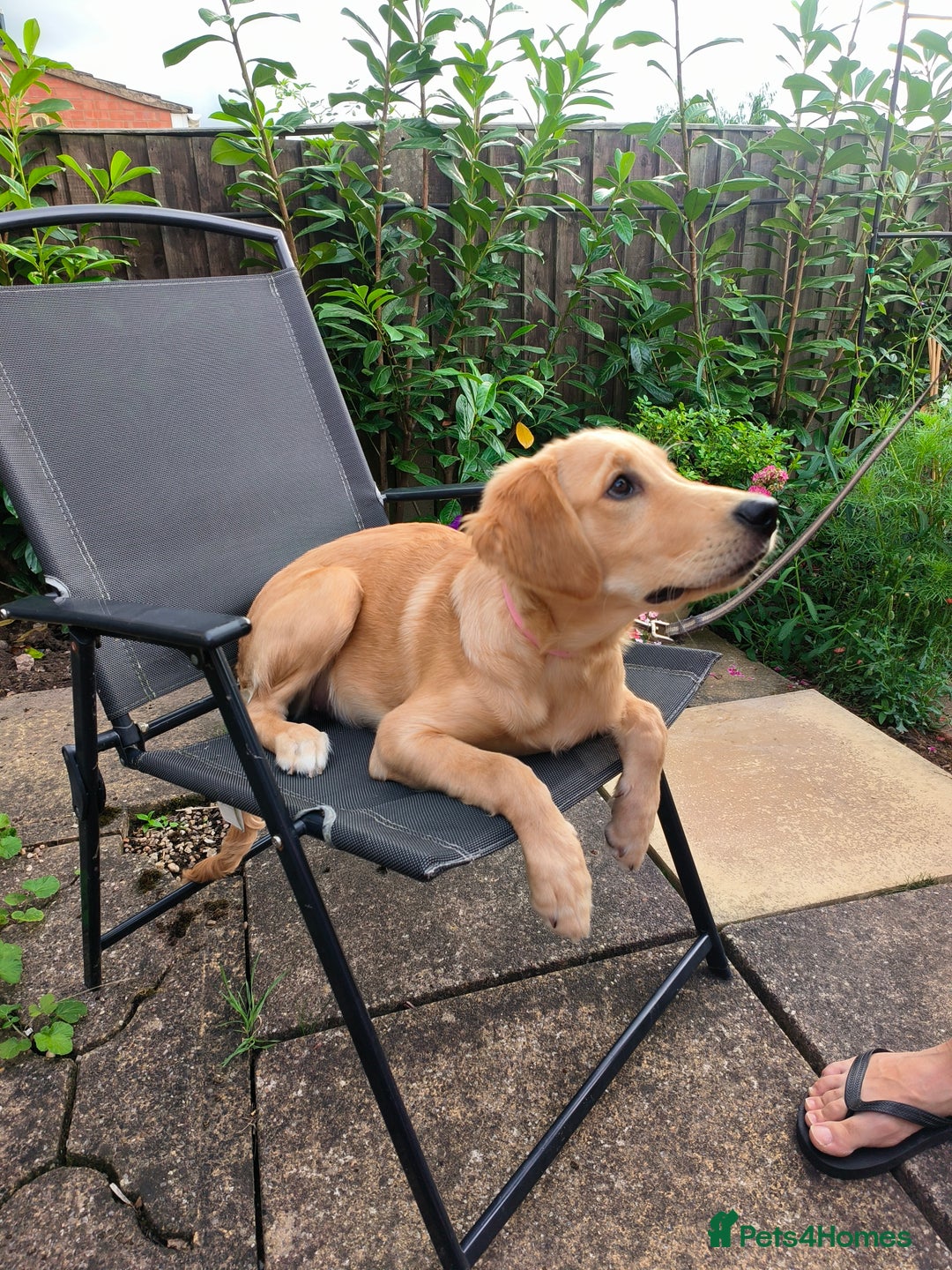 Golden Retriever dogs for sale: 6 month old golden retriever  - Image 16