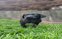 Labrador Retriever dogs for sale: LAST 2 KC HEALTH TESTED CHARCOAL LABS AVAILABLE  - Image 13