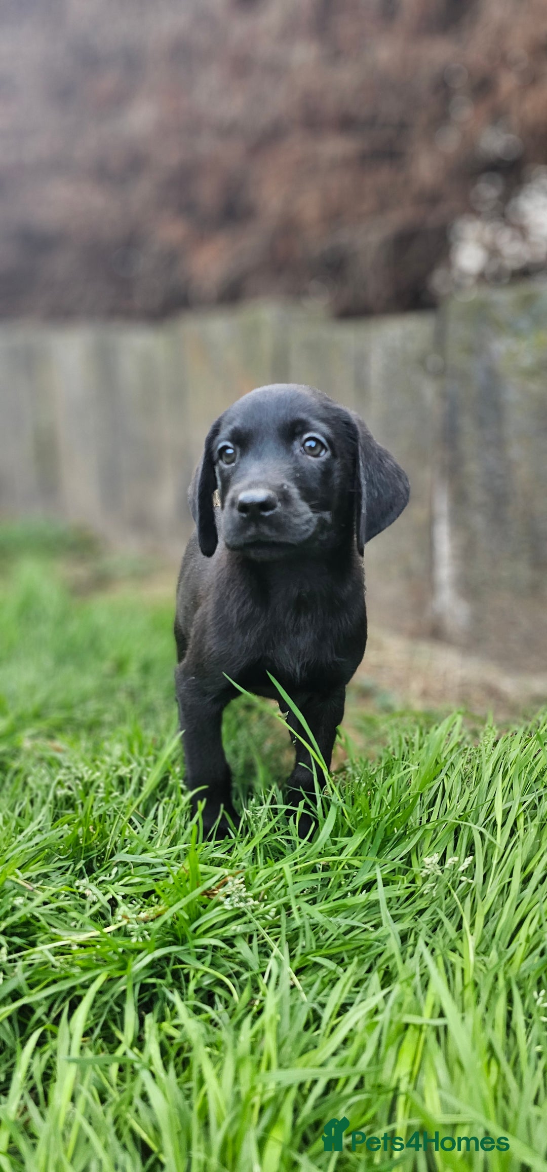Labrador Retriever dogs for sale: LAST 2 KC HEALTH TESTED CHARCOAL LABS AVAILABLE  - Image 13