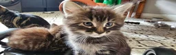 Mixed Breed cats for sale: Maine coon cross tabby - stunning fluffy kittens.. in Bridge of Weir - Advert 20