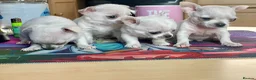 Chihuahua dogs for sale: Last boy left - Advert 2