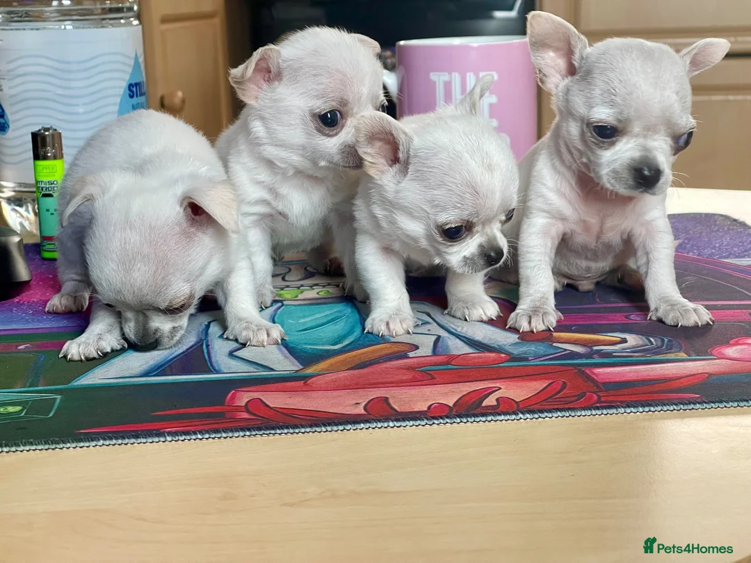 Chihuahua dogs for sale: Last boy left - Advert 2