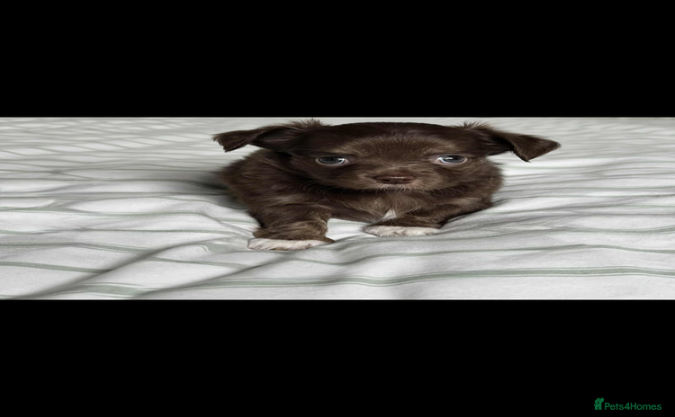 Chihuahua dogs - Advert 3