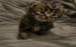 British Shorthair cats for sale: 4 Beautiful British Shorthair cross Kittens  - Image 23