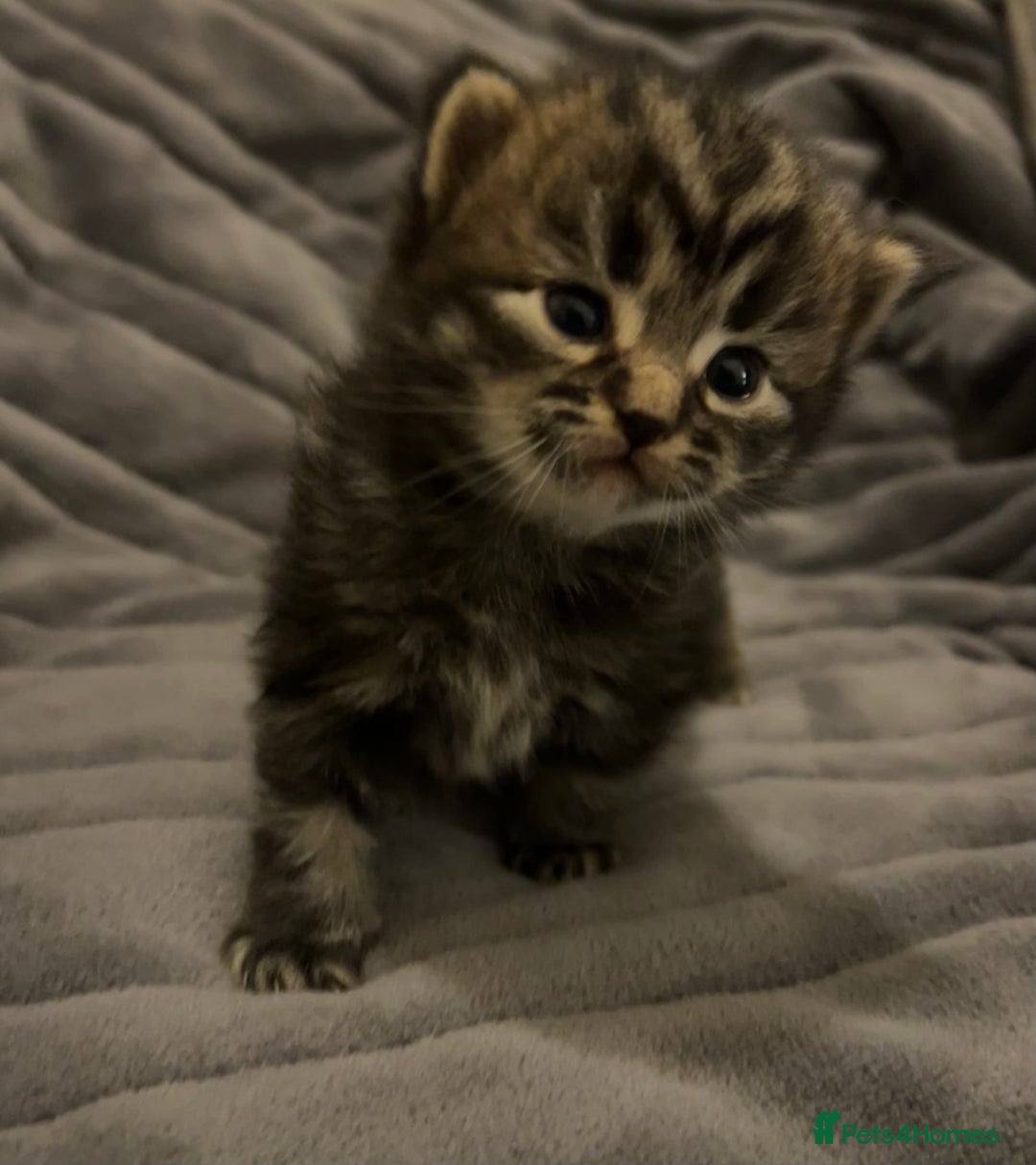 British Shorthair cats for sale: 4 Beautiful British Shorthair cross Kittens  - Image 23