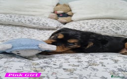 Cocker Spaniel dogs for sale: 🐾 Beautiful Show Cocker Spaniel Puppys - Image 22