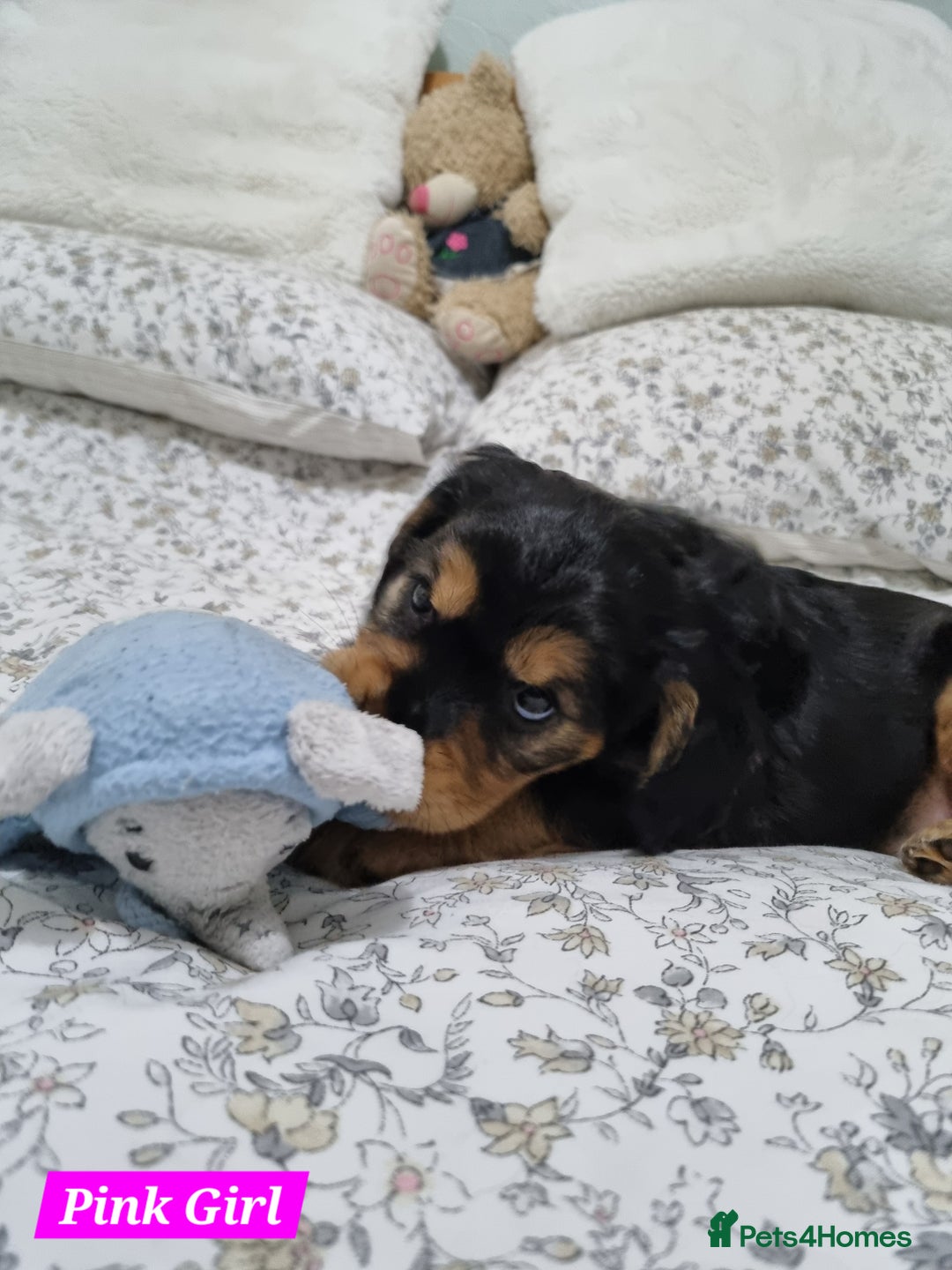 Cocker Spaniel dogs for sale: 🐾 Beautiful Show Cocker Spaniel Puppys - Image 22