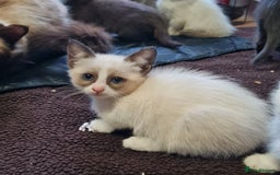 Ragdoll cats for sale: Ragdoll cross siamese kittens  - Image 7