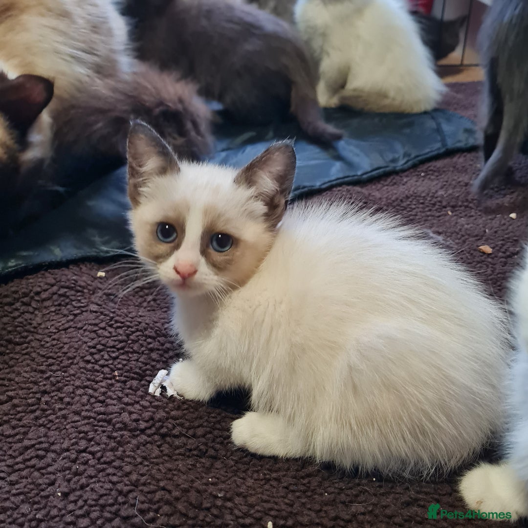 Ragdoll cats for sale: Ragdoll cross siamese kittens  - Image 7