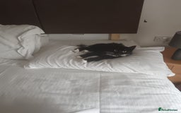 Domestic Shorthair cats for sale: Lola & Titch brother and sister  - Image 10