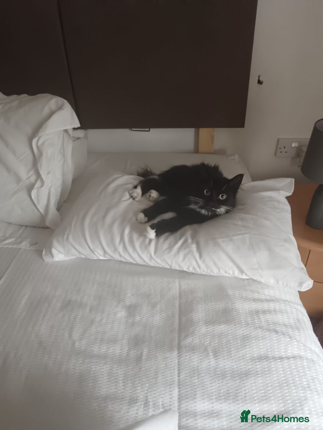 Domestic Shorthair cats for sale: Lola & Titch brother and sister  - Image 10