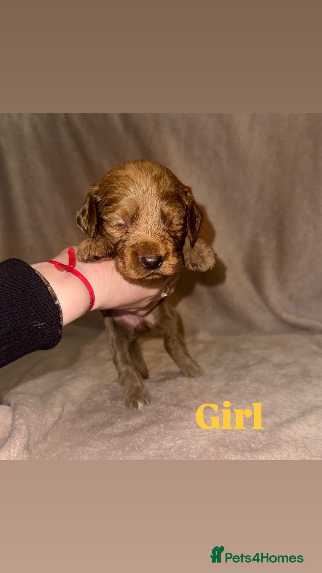 Cockapoo dogs for sale: Cockapoo Puppies  - Advert 10