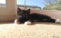 Mixed Breed cats for sale: Male kitten, perfect with kids and dogs. - Image 1