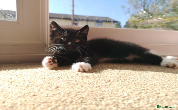 Mixed Breed cats - Advert 11