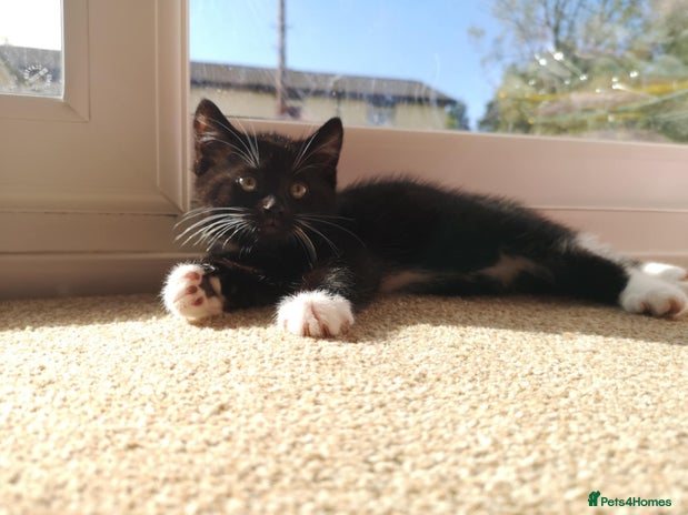 Mixed Breed cats - Advert 13