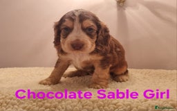 Cocker Spaniel dogs for sale: Gorgeous Chocolate & Sable Show Cocker Pups Ready - Image 11