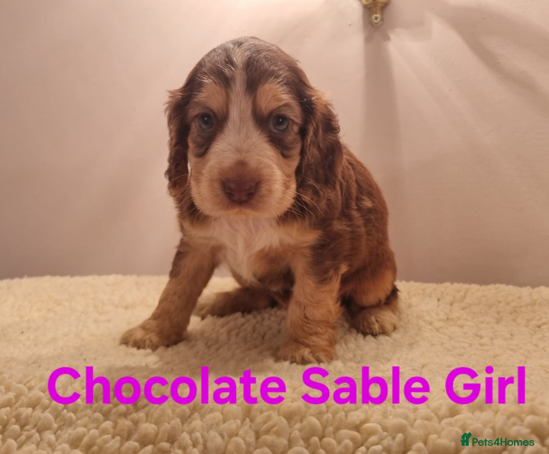 Cocker Spaniel dogs for sale: Gorgeous Chocolate & Sable Show Cocker Pups Ready - Image 11