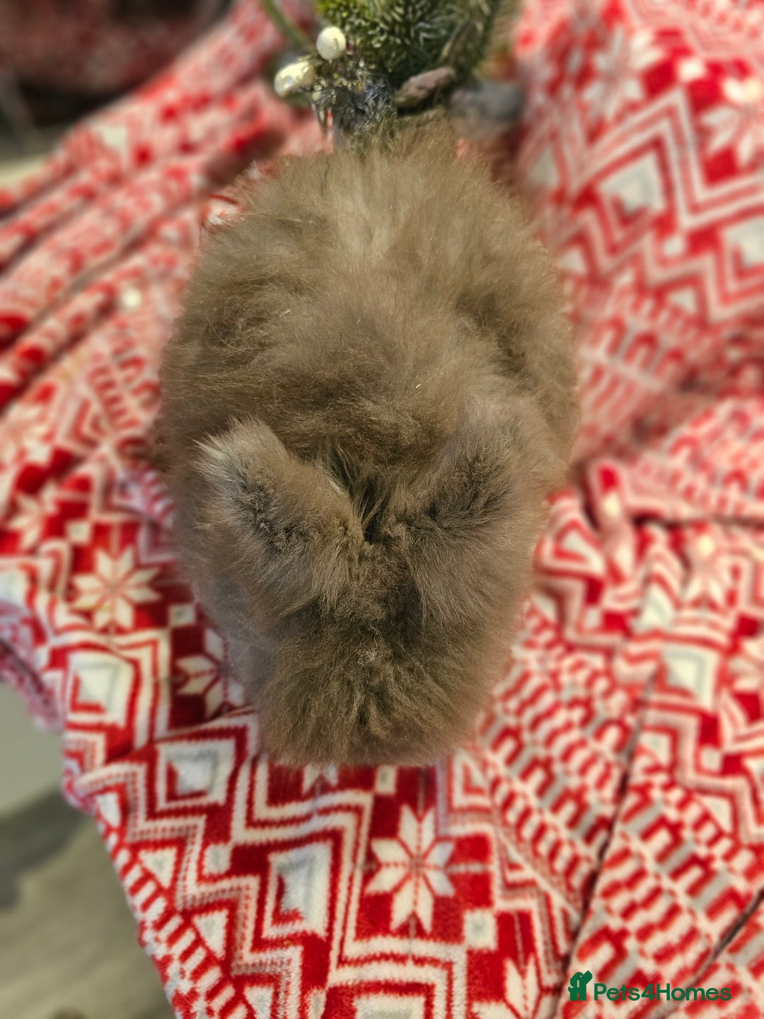 Angora rabbits for sale: Angora X - Advert 23