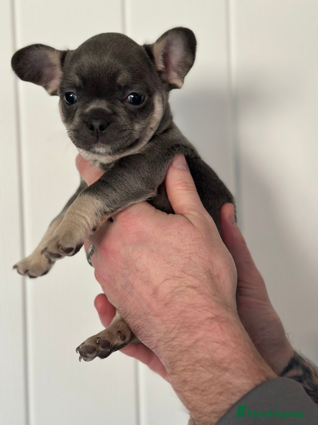 Mixed Breed dogs for sale: French bullhuahua - Advert 1
