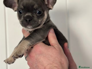 Mixed Breed dogs French bullhuahua - Advert 3