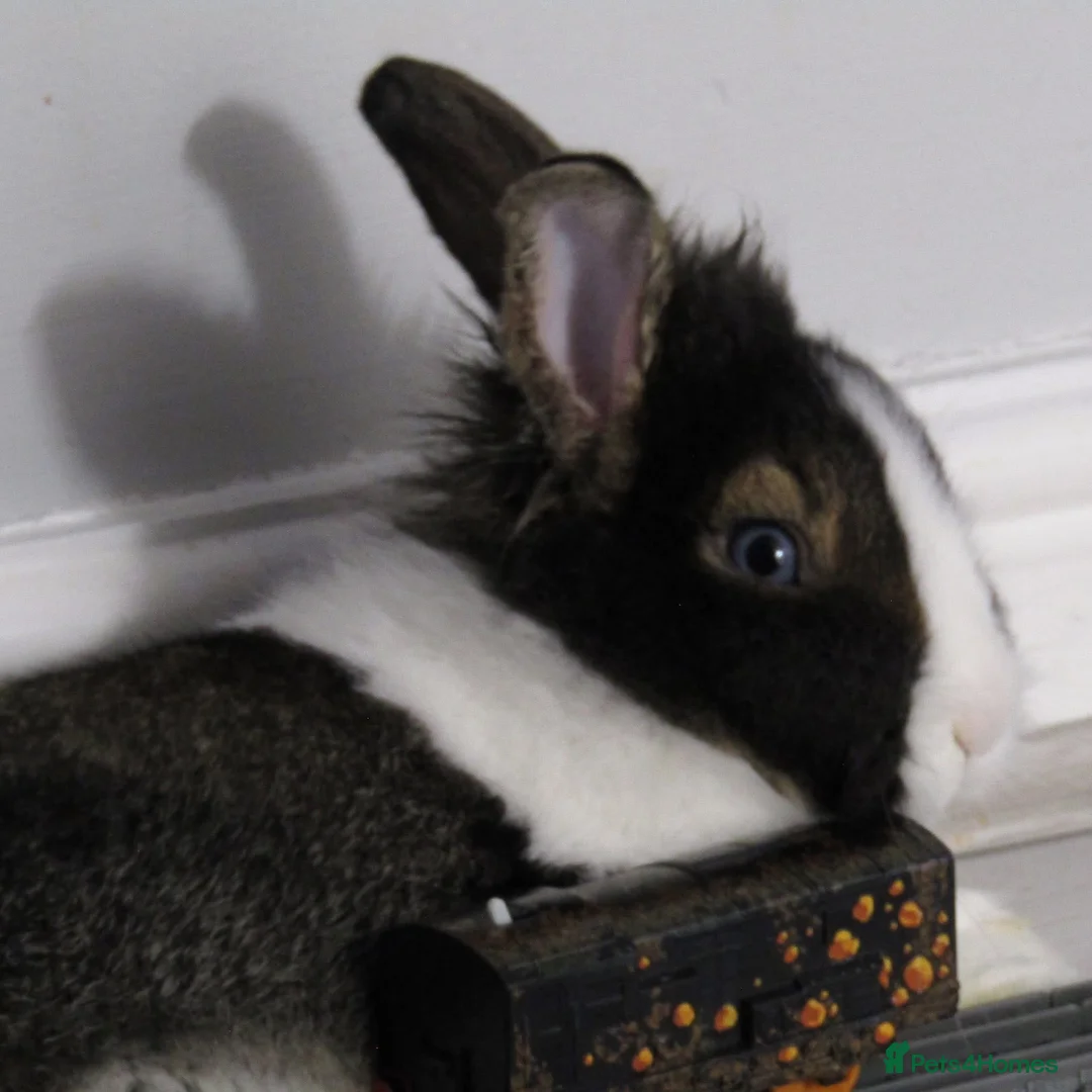 Mixed Breed rabbits for sale: Two stunning house rabbits  - Advert 2