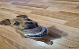 Jug dogs for sale: 🐶 3-Month-Old Male Puppy for Sale 🐾 - Image 1