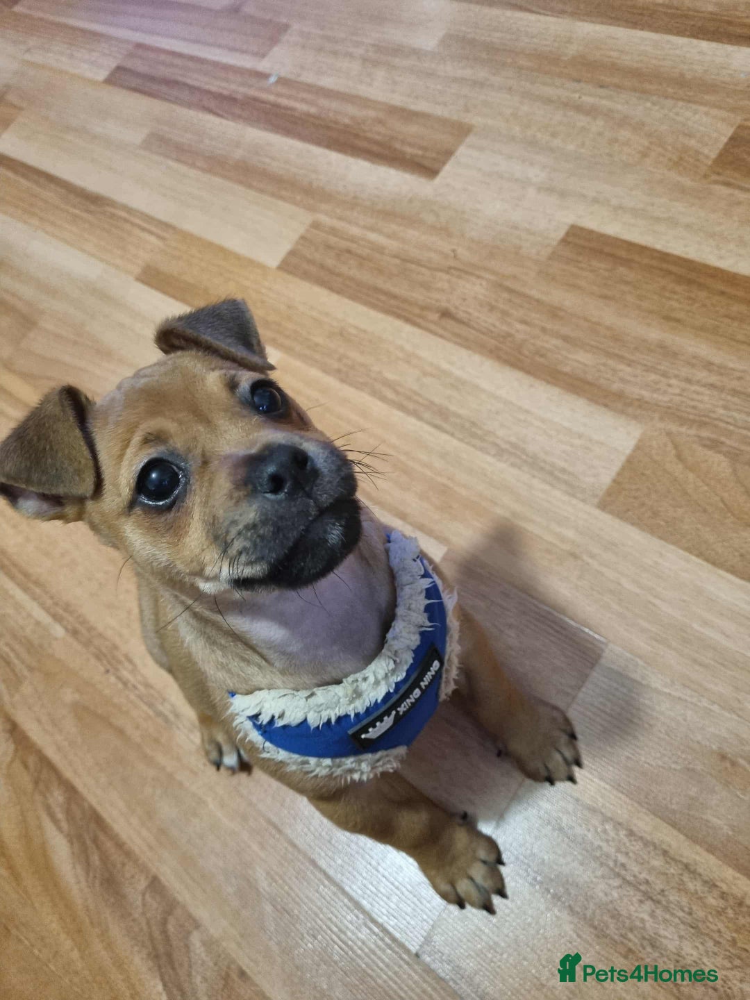 Jug dogs for sale: 🐶 3-Month-Old Male Puppy for Sale 🐾 - Image 1