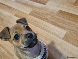 Jug dogs for sale - Advert 1