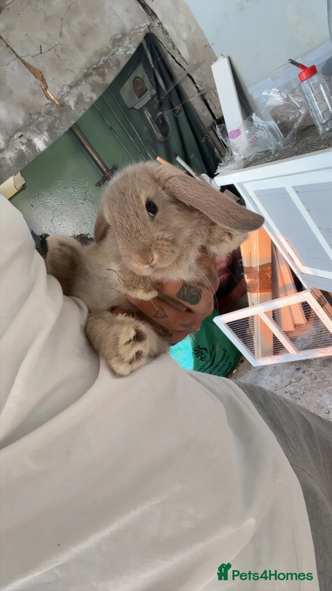 Mini Lop rabbits for sale: Mini lops - Advert 1