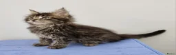 Maine Coon cats for sale: Pedigree Maine Coon Kittens for sale  - Advert 4