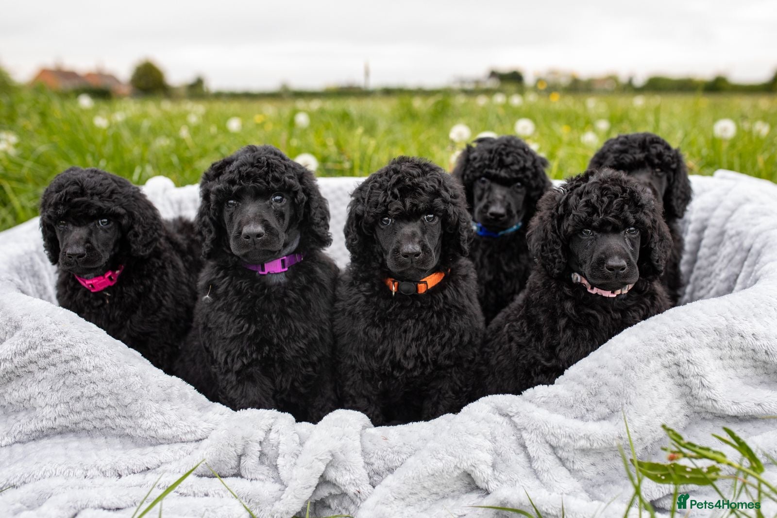 Standard Poodle dogs The Magnificent Seven Standard Poodle Puppies - Advert 1