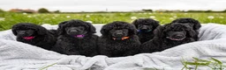 Standard Poodle dogs for sale: The Magnificent Seven Standard Poodle Puppies - Advert 1