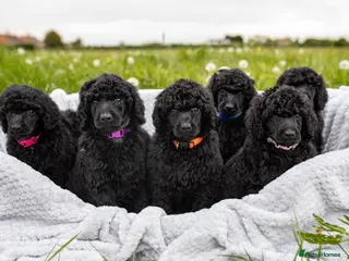 Standard Poodle dogs for sale: The Magnificent Seven Standard Poodle Puppies - Advert 1