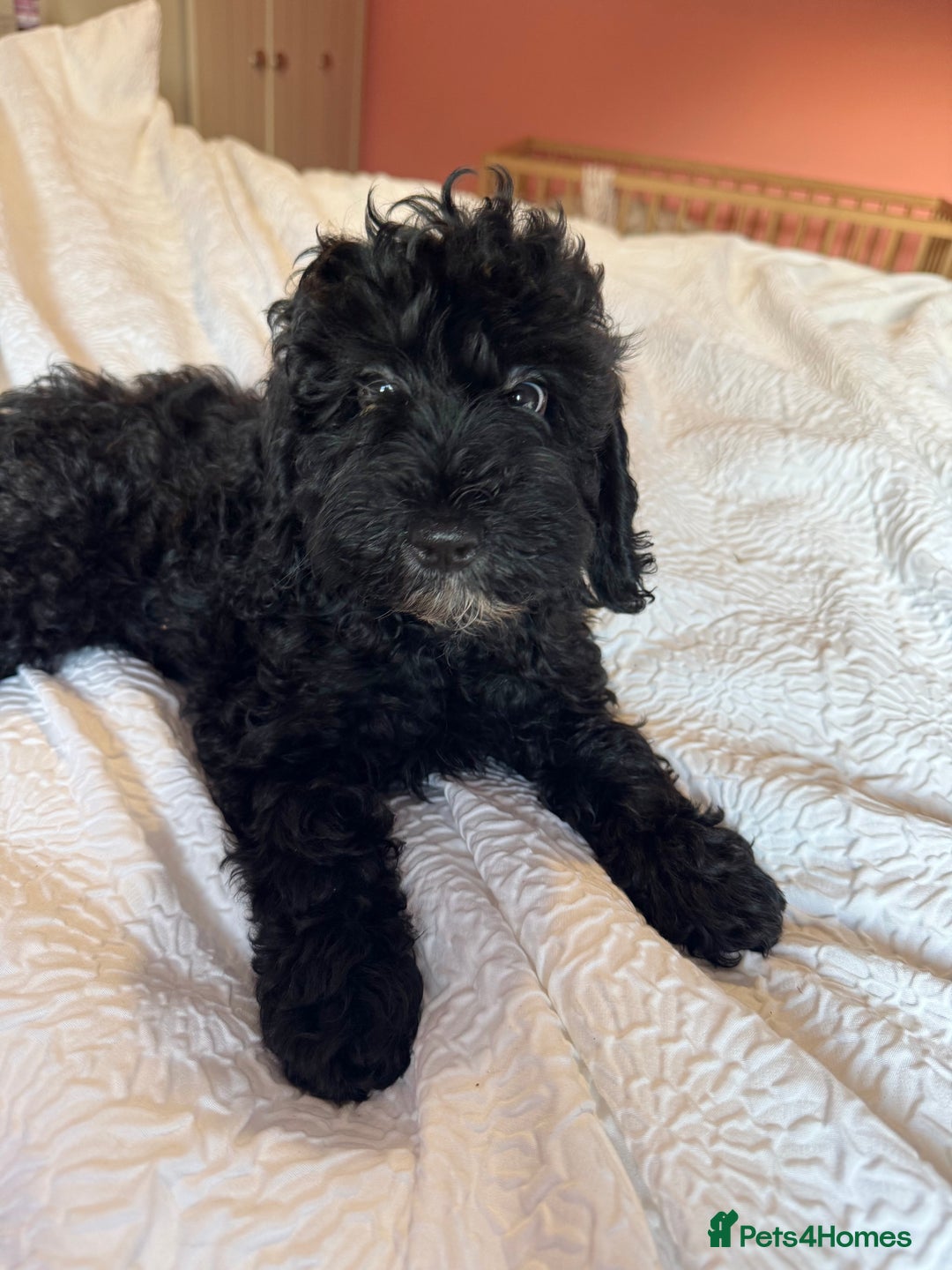 Cockapoo dogs for sale: Adorable cockapoo puppies  - Image 8