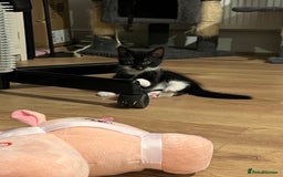 Mixed Breed cats for sale: Two beautiful boys - Image 7