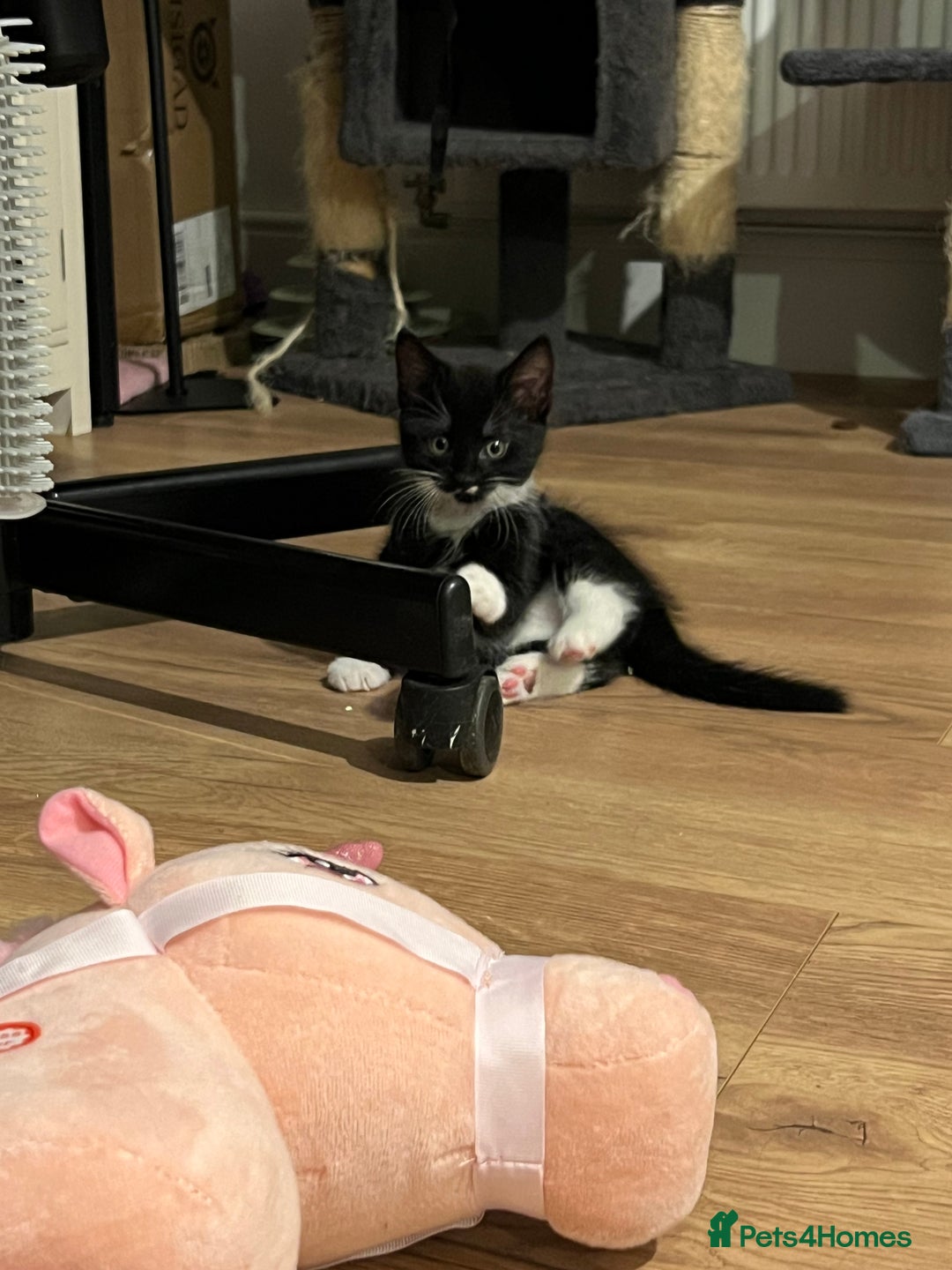 Mixed Breed cats for sale: Two beautiful boys - Image 7