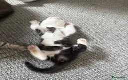 British Shorthair cats for sale: Beautiful half BSH Kittens  - Image 23