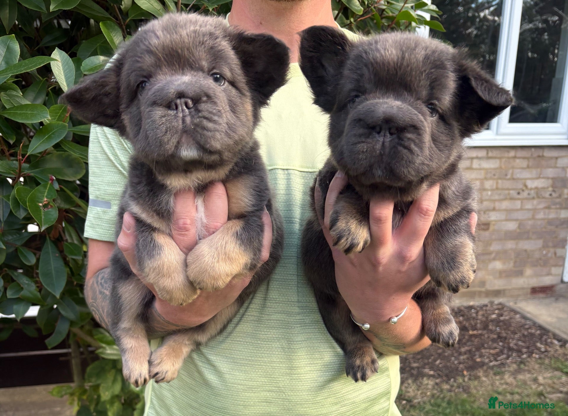 French Bulldog dogs 💙🐾 STUNNING FLUFFY FRENCH BULLDOG PUPPIES 🐾🖤 - Advert 18
