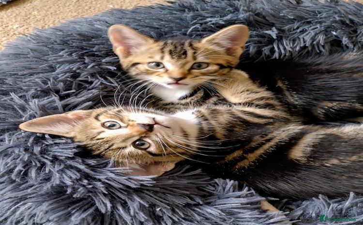 Domestic Shorthair cats - Advert 4