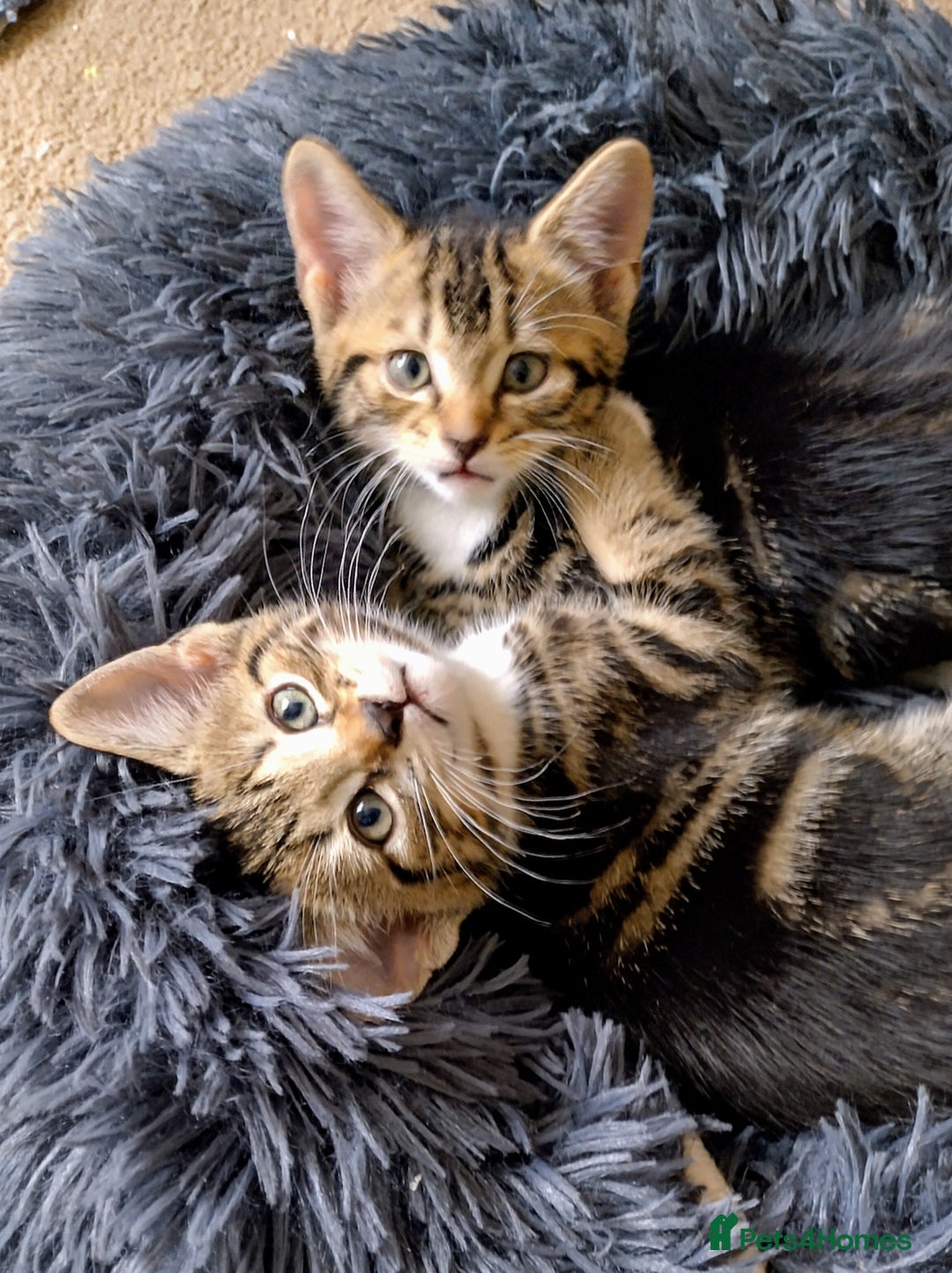 Domestic Shorthair cats for sale: Two male kitties - Image 1