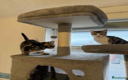 Mixed Breed cats for sale: Adorable Kittens Looking for Forever Homes! 🐱💕 - Image 17