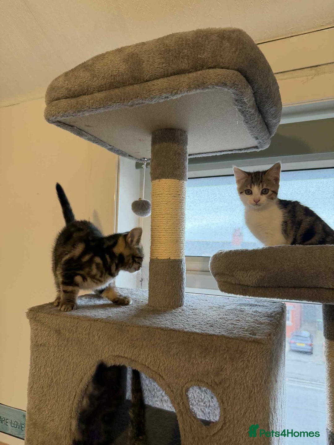 Mixed Breed cats for sale: Adorable Kittens Looking for Forever Homes! 🐱💕 - Image 17