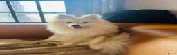 Pomeranian dogs for sale: Cream male Pomeranian  - Advert 2