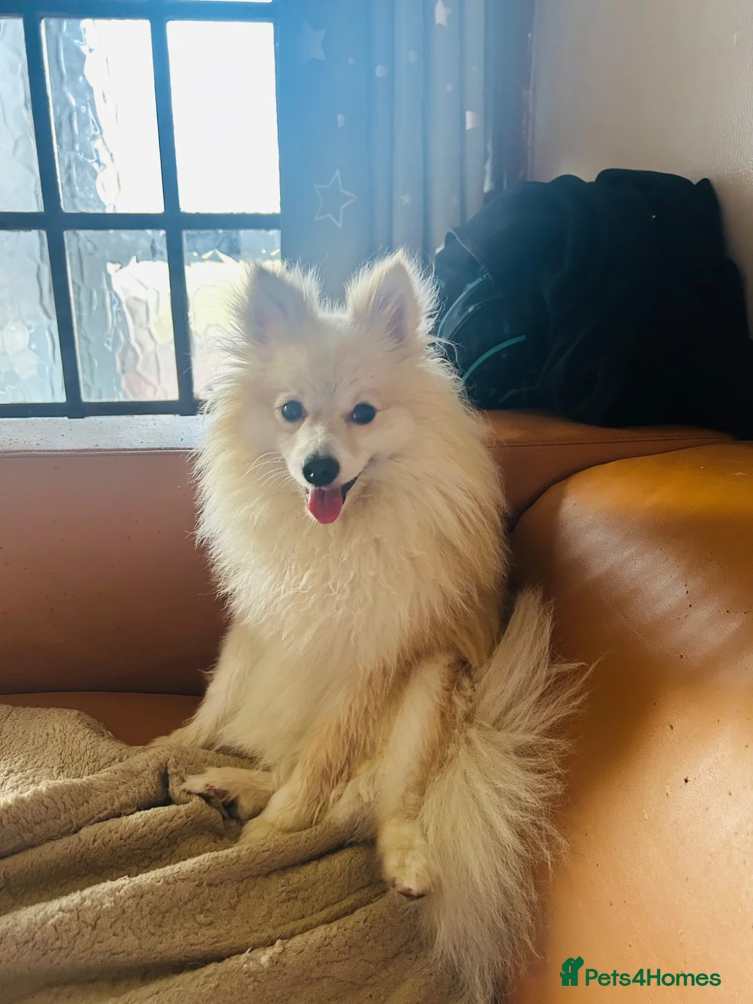 Pomeranian dogs for sale: Cream male Pomeranian  - Advert 2