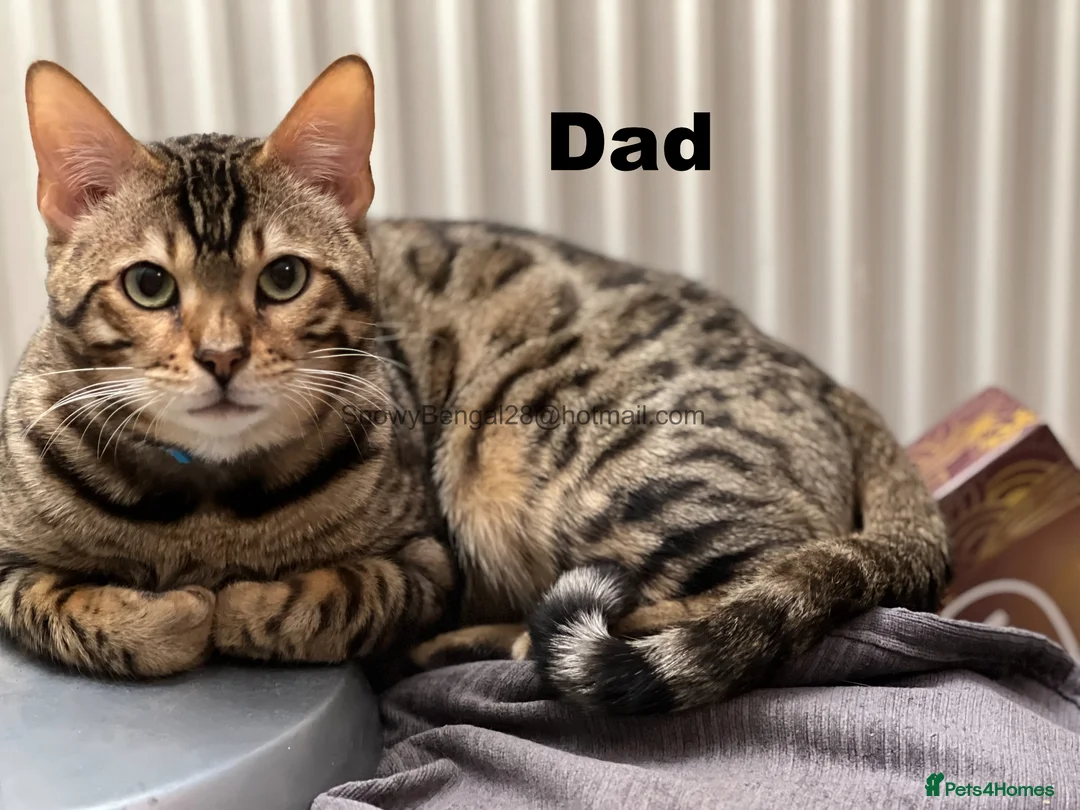 Mixed Breed cats for sale: Bengal/Maine coon hybrid silver and brown kittens in Solihull - Advert 17