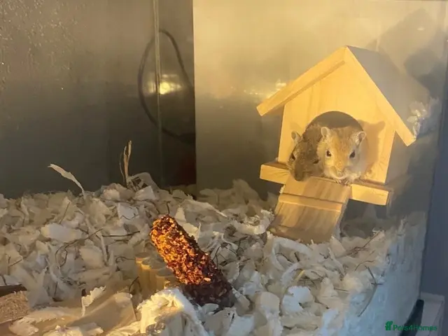 Gerbil rodents 2 Male Gerbils 🐹 - Advert 2