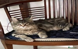 Maine Coon cats for sale: Beautiful 2 year old tabby Maine coon - Image 1
