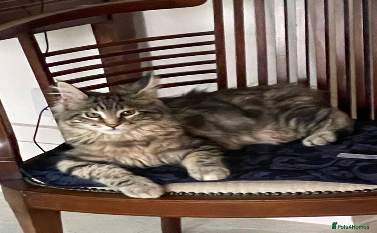Maine Coon cats - Advert 1