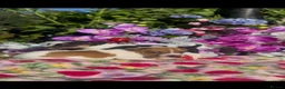 Jack Russell dogs for sale: Tri coloured jack Russell pups  in Southampton - Advert 9